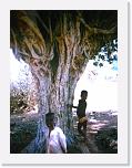 Si gioca a contare le radici del Baobab * 348 x 464 * (153KB)